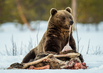 Brown bear awoke from hibernation, eats the moose's corpse. A brown bear in the forest. Adult Big...
