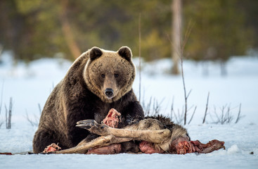 Brown bear awoke from hibernation, eats the moose's corpse. A brown bear in the forest. Adult Big...