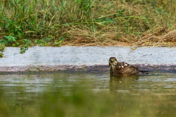 white eyed buzzard is a medium sized hawk bathing in a waterhole during evening safari at jhalana forest reserve, jaipur, india