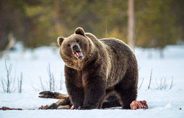Brown bear awoke from hibernation, eats the moose's corpse. A brown bear in the forest. Adult Big...