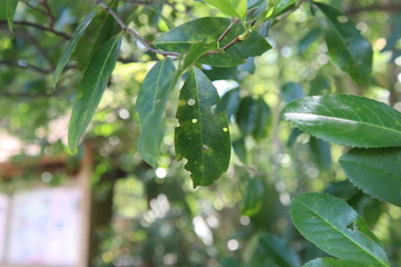 Holes on Green Leaf