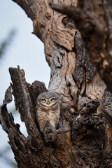 spotted owlet or Athene brama perched on a textured dead tree trunk with sky background at jhalana forest reserve, jaipur, rajasthan, india. wildlife scene with animal. 