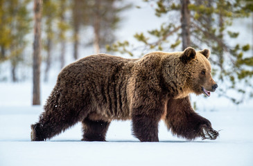 Obraz premium Wild adult Brown bear walking in the snow in winter forest. Adult Big Brown Bear Male. Scientific name: Ursus arctos. Natural habitat. Winter season