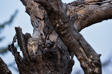 spotted owlet or Athene brama perched on a textured dead tree trunk with sky background at jhalana forest reserve, jaipur, rajasthan, india. wildlife scene with animal. 