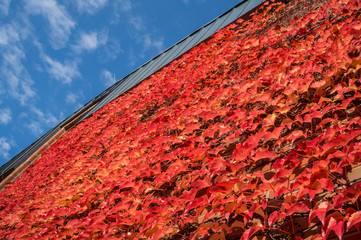 Wall wild wild wine creeper in fall season.
