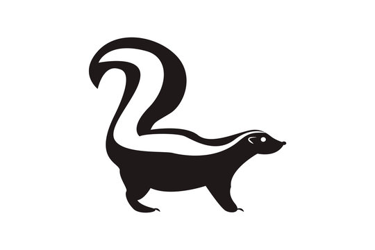 Black-white skunk with fluffy tail on white background