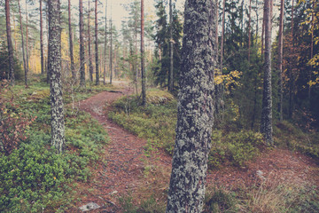 Fototapeta premium Path in the forest with a vintage affect applied. Shady scenery in an autumnal forest.