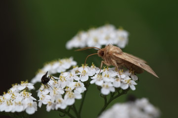 Spinner