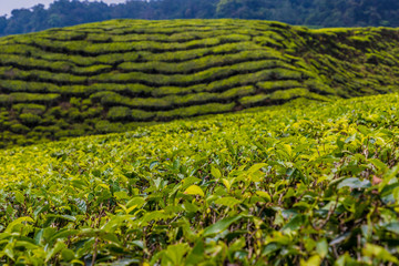 Tea plantations in the cameron highlands in Malaysia