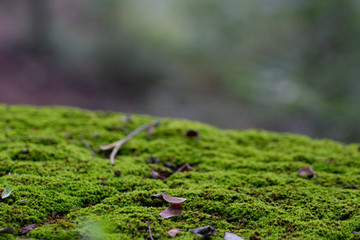 Small Autumn leaves on a mossy green surface  