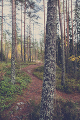Fototapeta premium Path in the forest with a vintage affect applied. Shady scenery in an autumnal forest.