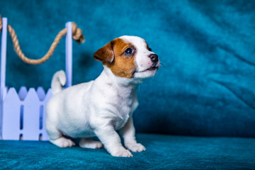 The puppy of breed Jack Russell Terrier