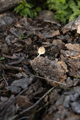 Champignon dans les bois