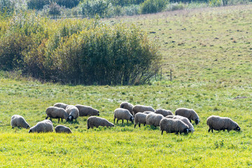 Fototapeta premium A flock of sheep on the meadow