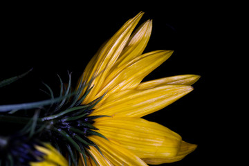 Helianthus salicifolius, common names willowleaf sunflower and column flower native to North America, macro with shallow depth of field 