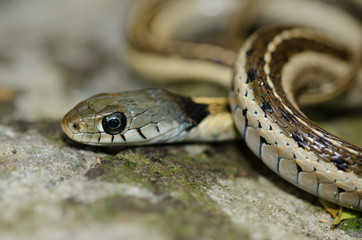 Thamnophis cyrtopsis is a beautiful slatted snake