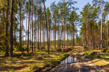 Glade road in the middle of the forest, Pomerania, Poland.
