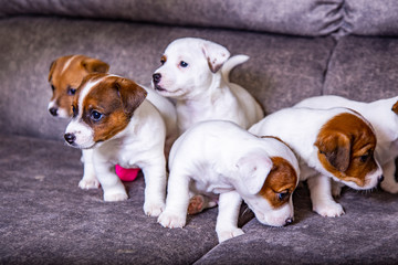 The puppy of breed Jack Russell Terrier