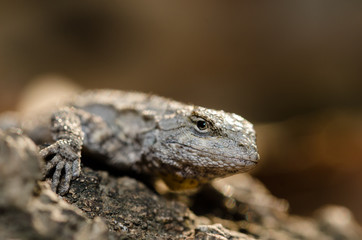 Urusaurus bicarinatus is a rare scamous reptile of Mexico