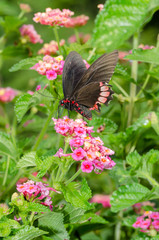 Parides erithalion is a beautiful butterfly found in Mexico