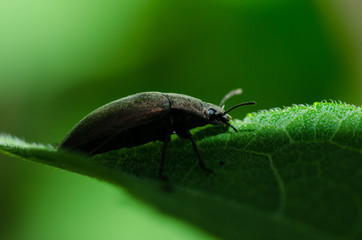 A beautiful beetle in a leaf