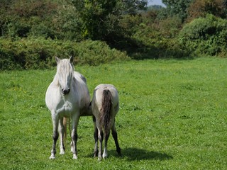 Young foal suckling milk from mother horse in a green grass field on a sunny day. Concept grow,...