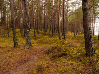 Small path in a pine forest by Riga gulf, Latvia, Jurmala region, autumn season.