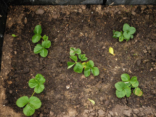 Clean small strawberry plants in a clean soil, Top view, Organic produce concept, home growing,