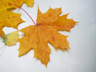 Yellow and orange maple leafs on a bright metal surface, Concept fall, autumn season.