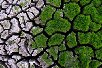 Green grass grow on cracked soil background texture. Element of design