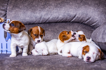 The puppy of breed Jack Russell Terrier