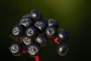 Closeup of dark berries of wild wine with red stalk in front of dark and green background in autumn in Europe