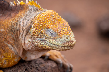 Fototapeta premium Yellow land iguana (Galapagos)