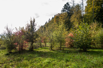 Wiederaufforstung im Mischwald