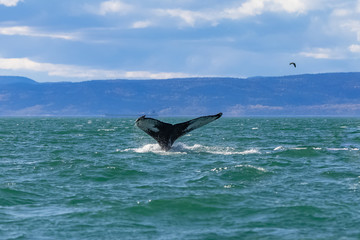 Humpback whale swimming in Canada in the Saint-Laurent gulf, tail of the whale diving 