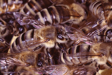 Working bee, Waxcomb, Wax, Bee colony, Thuringia, Germany, Europe