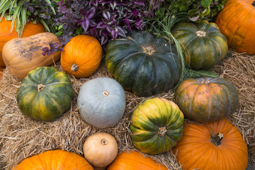 Pumpkin varieties zhdana, yellow almond, Prikubanskaya in the meadow. Food, vegetables, agriculture, healthy foods.