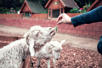Fototapeta premium A boy feeds a goat with green grass at a contact zoo.