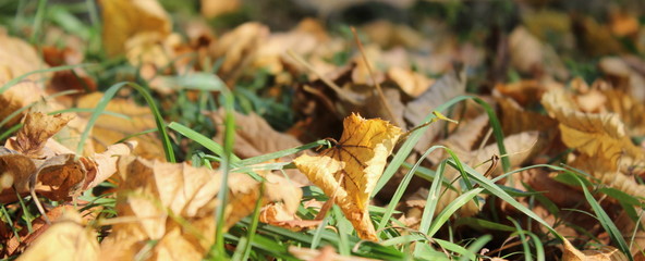 Foglie in autunno al parco