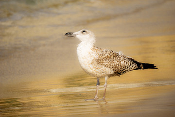 Obraz premium verträumte Möwe