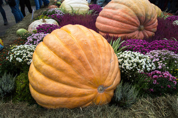 Pumpkin of huge size varieties Atlantic giant on the background of flowers of yellow leaves, hay. Food, vegetables, agriculture, healthy foods. © Victor1153