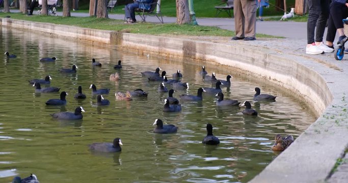 Eurasian coots and Mallard ducks waiting for food from park visitors in Alexandru Ioan Cuza (IOR) park, Bucharest, Romania.
