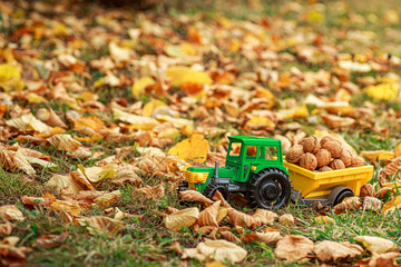Green tractor carries nuts in the back. Toy tractor with a crop of ripe walnuts.