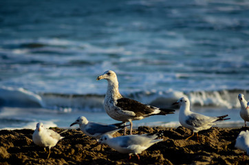 Group of seagulls in their habitat flying on the sandy beach with sea