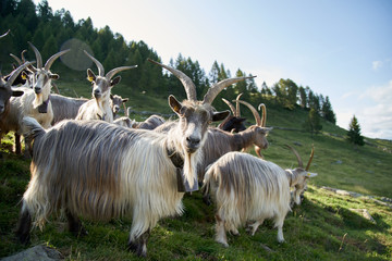 Herd of the mountain goats , Valtellina Italy. Domestic goats are grazing     