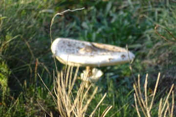 mushrooms in forest
