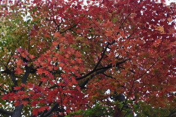 紅葉