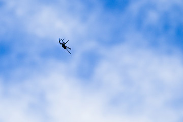 kite in the sky