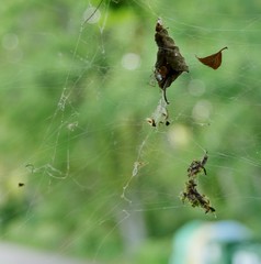 Spinnennetz mit Herbstblatt