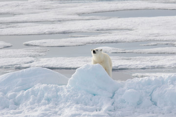 Wild polar bear on pack ice in Arctic © Alexey Seafarer